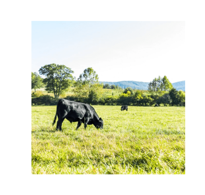 Stanek Farm